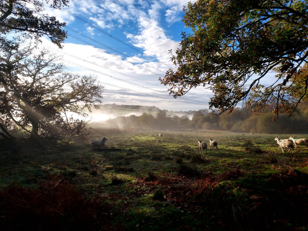 Autumn trees and sheep in farm fields in a misty autumn landscape