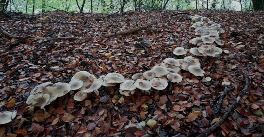 Circle of mushrooms in the woodland