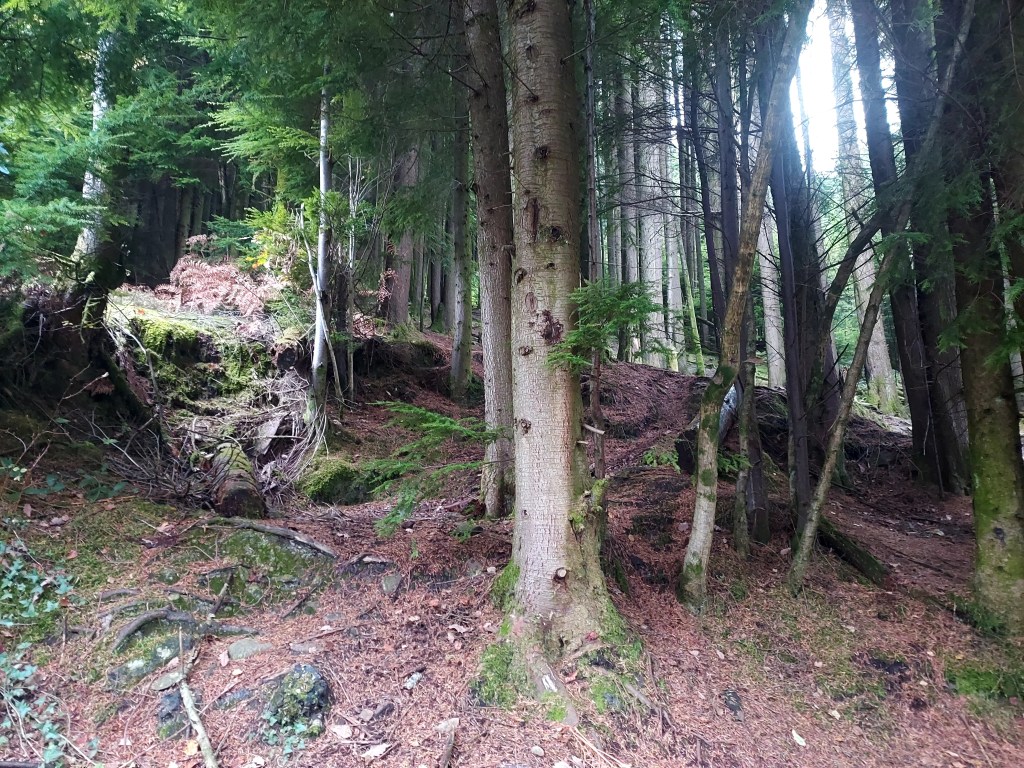 Dusk light through evergreen trees in woodland