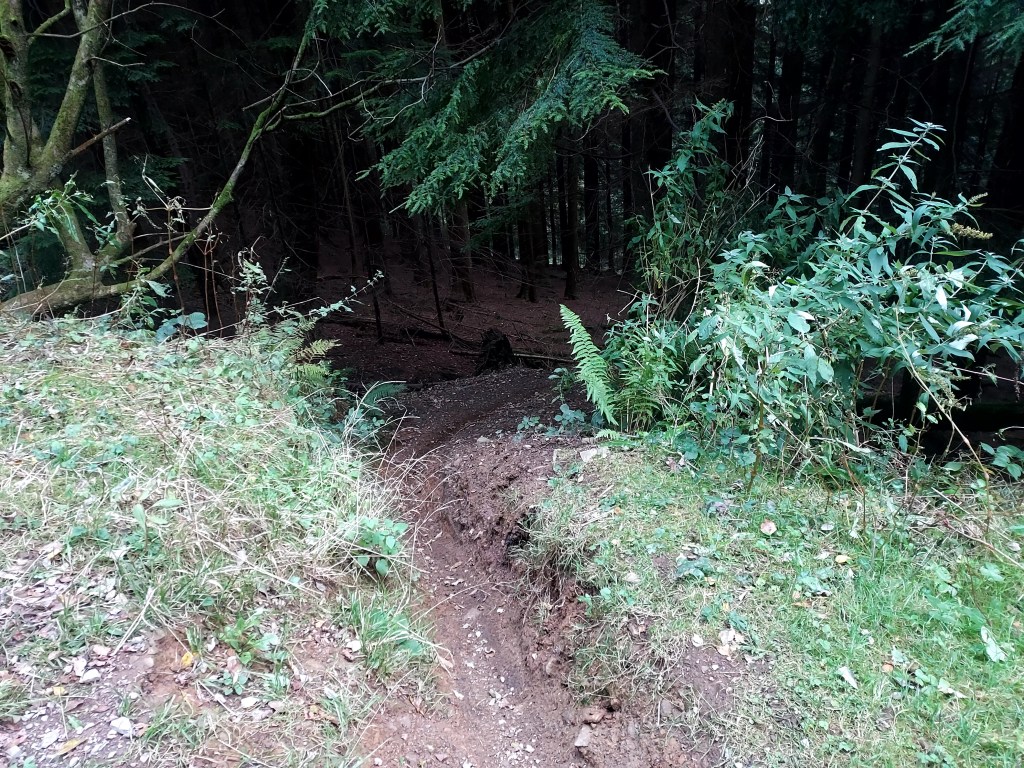 Path leading into dark evergreen woodland