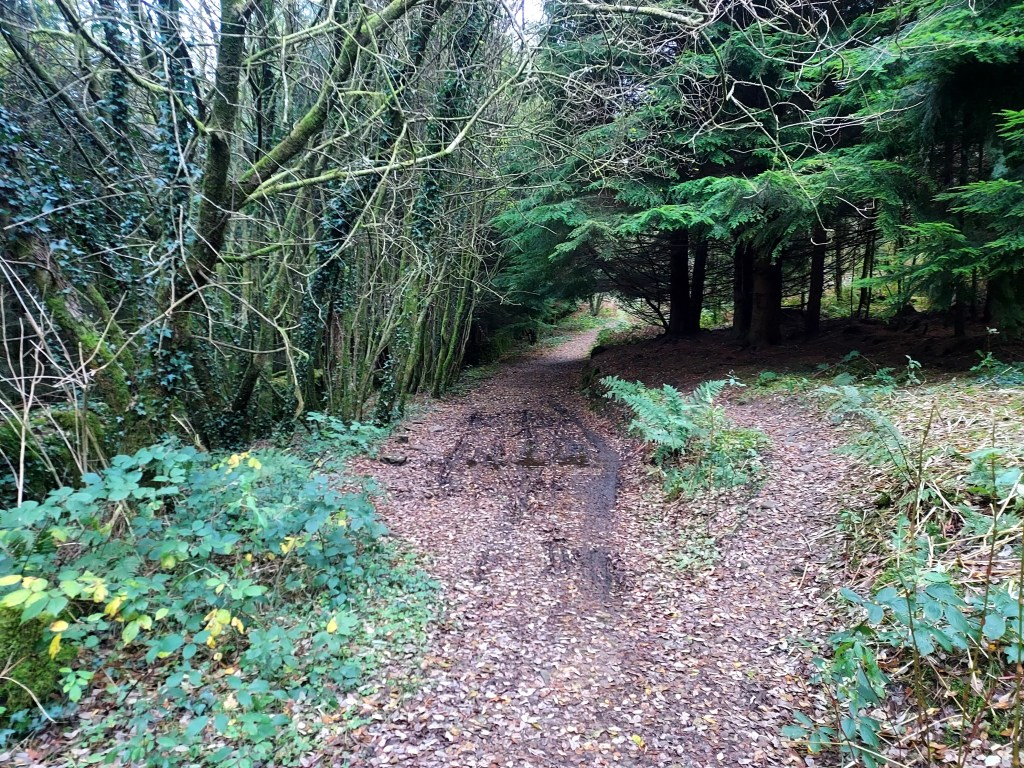 Path between evergreen and deciduous trees