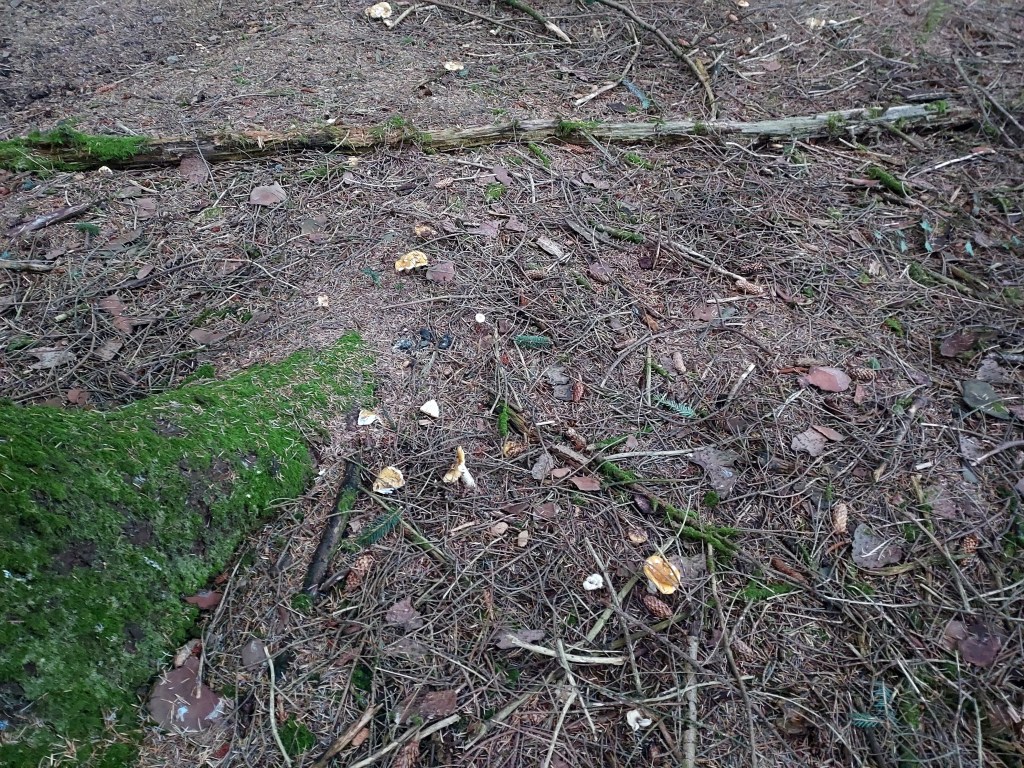 Tiny mushrooms on a woodland floor