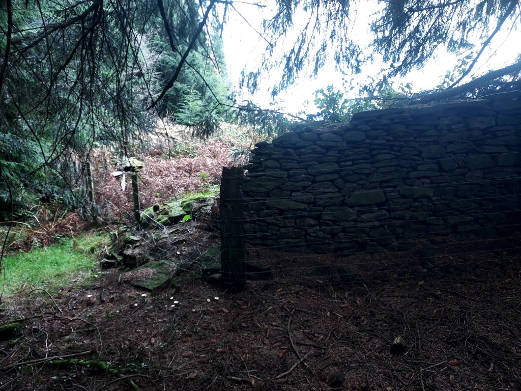 Fenced off section of tumbledown wall on the edge of woodland