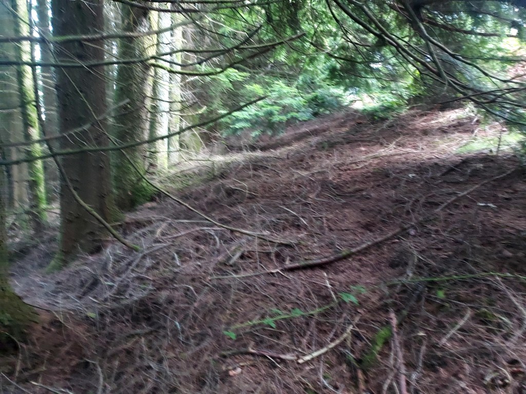 Uncertain pathway through evergreen forest