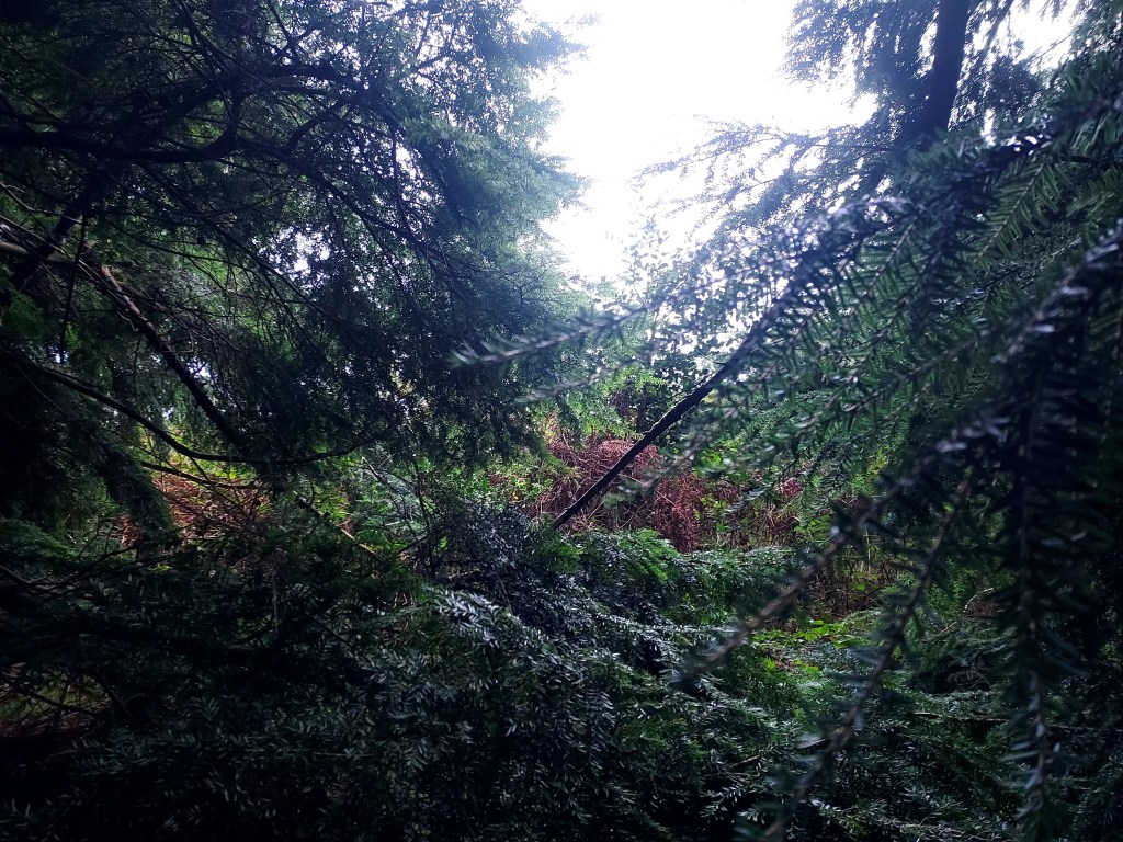 Dusk light through autumn and evergreen trees