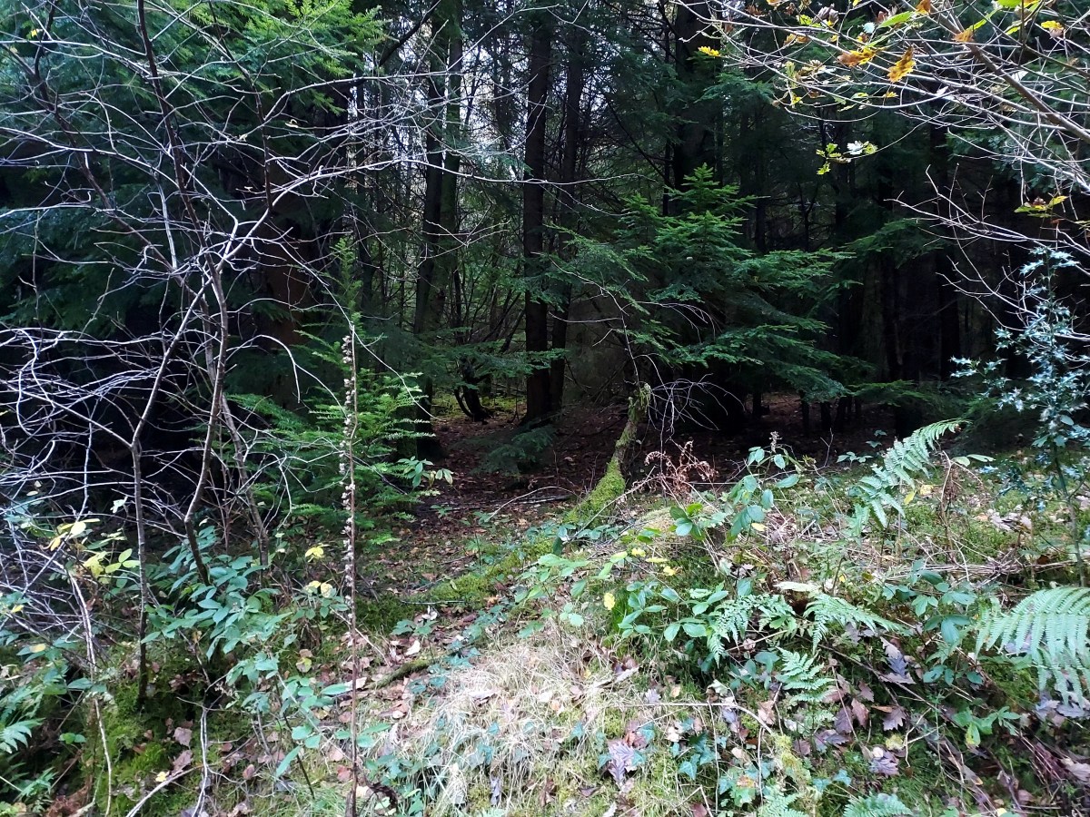 Walking Diaries*Autumn*A spooky dusk walk into the Wild&nbsp;Wood