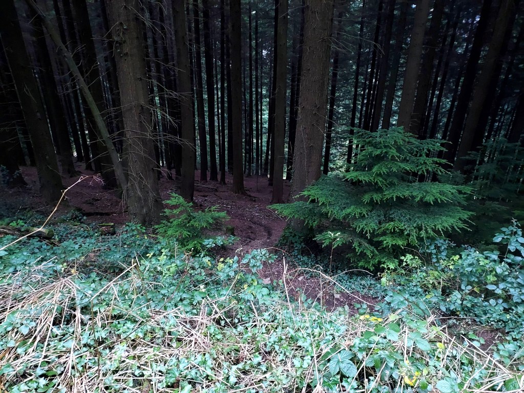 Path leading down into dark evergreen woodland