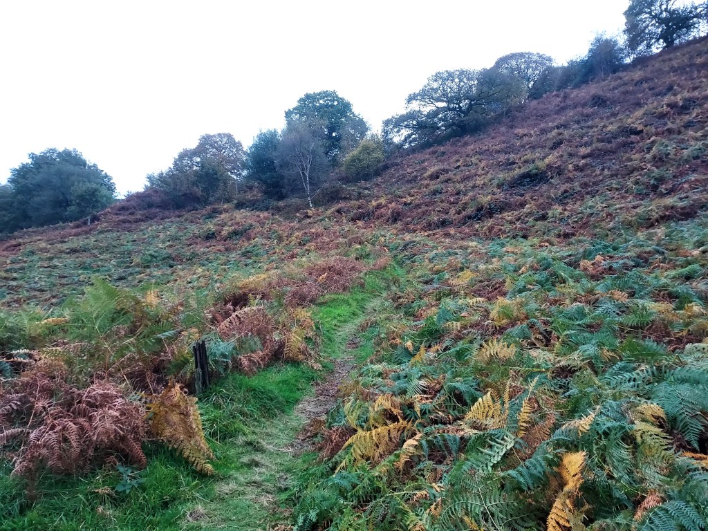 Pathway up through autumn bracken covered mountainside