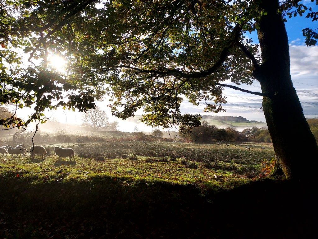 Sheep in misty autumn farmland with sunlit dewy fields and mountains beyond