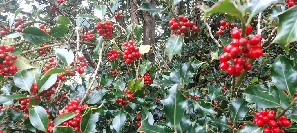 Bright red holly berries with shiny deep green reflective leaves