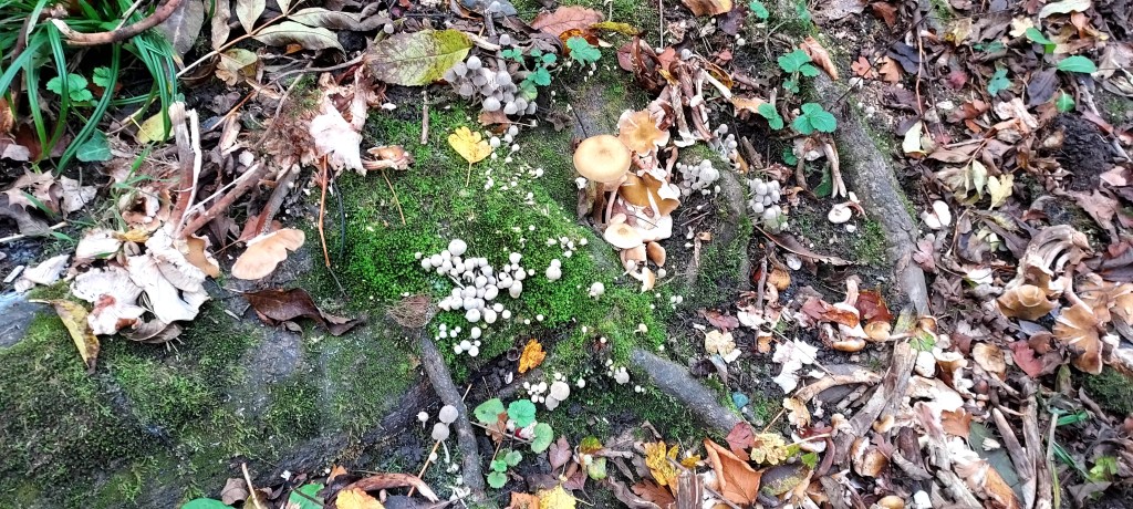 Tiny mushrooms growing from moss on tree roots