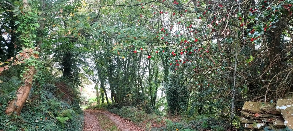 Holly branches overhanging autumn woodland path