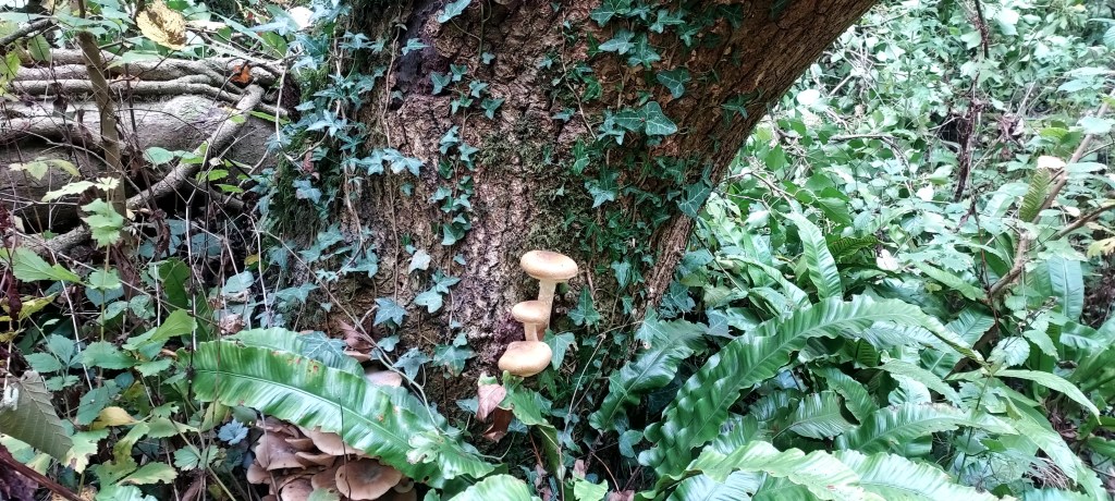 Mushrooms growing from the side of a tree