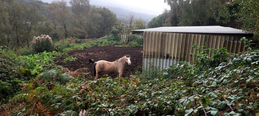 Pony on the edge of a field with misty mountain landscape beyond