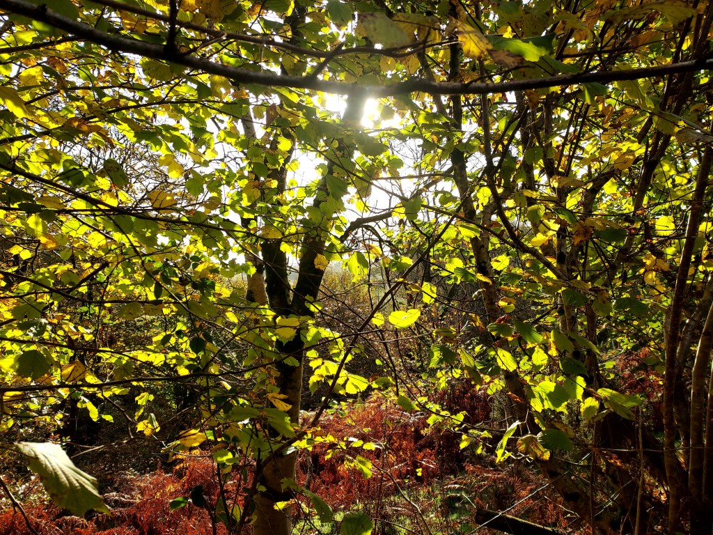 Sunlight through autumn trees