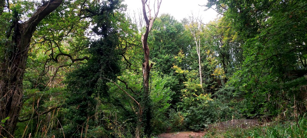 Autumn colours in a forest