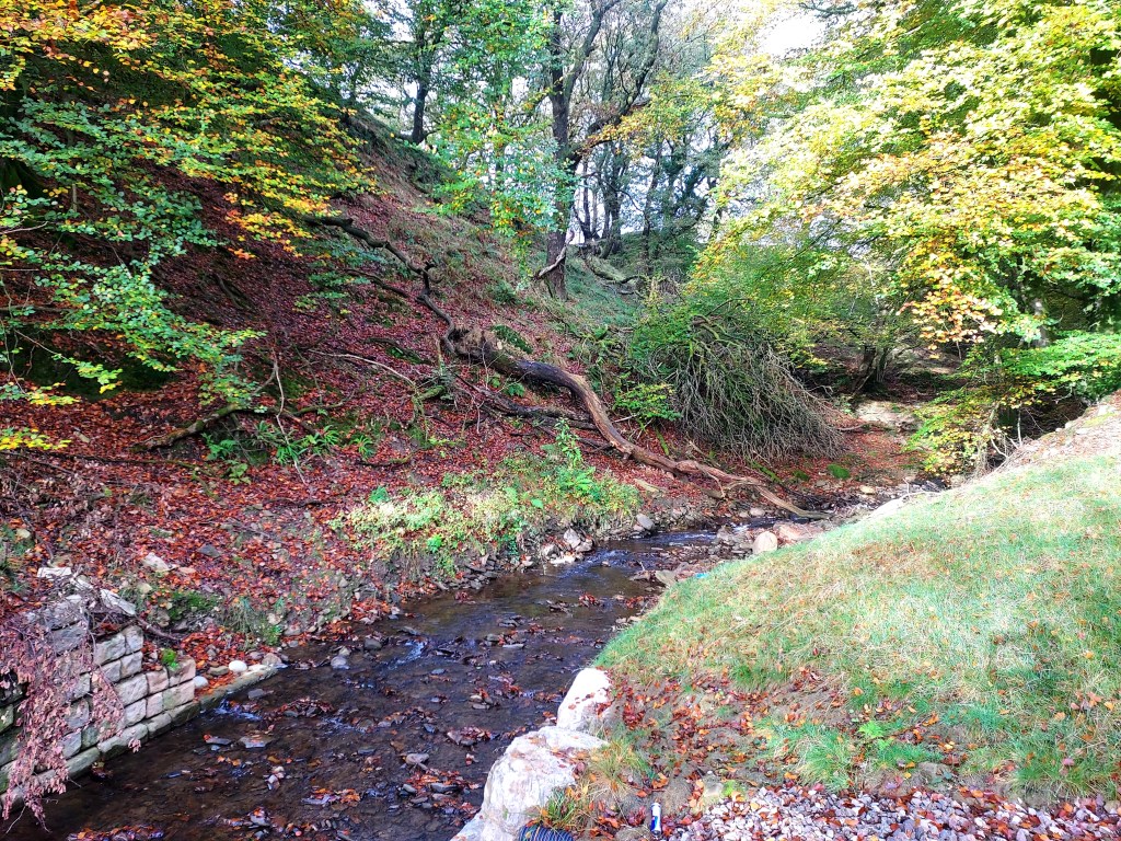 Stream wending through autumn woodland