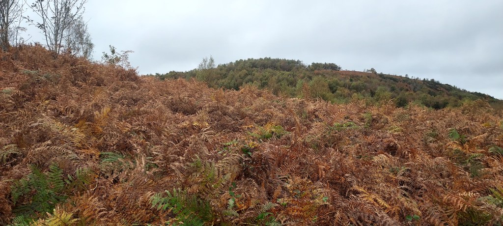 Bronze bracken covered autumn hilltop