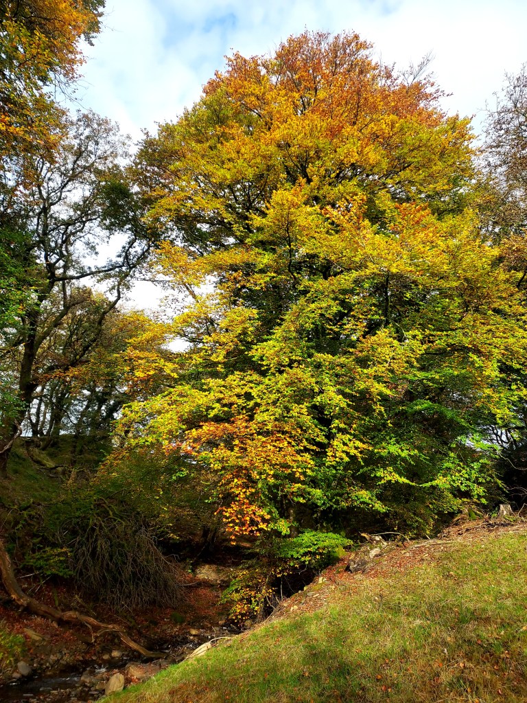 Autumn tree with greens, oranges and yellows