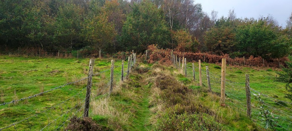 Fenced in pathway leading up into a copse of trees