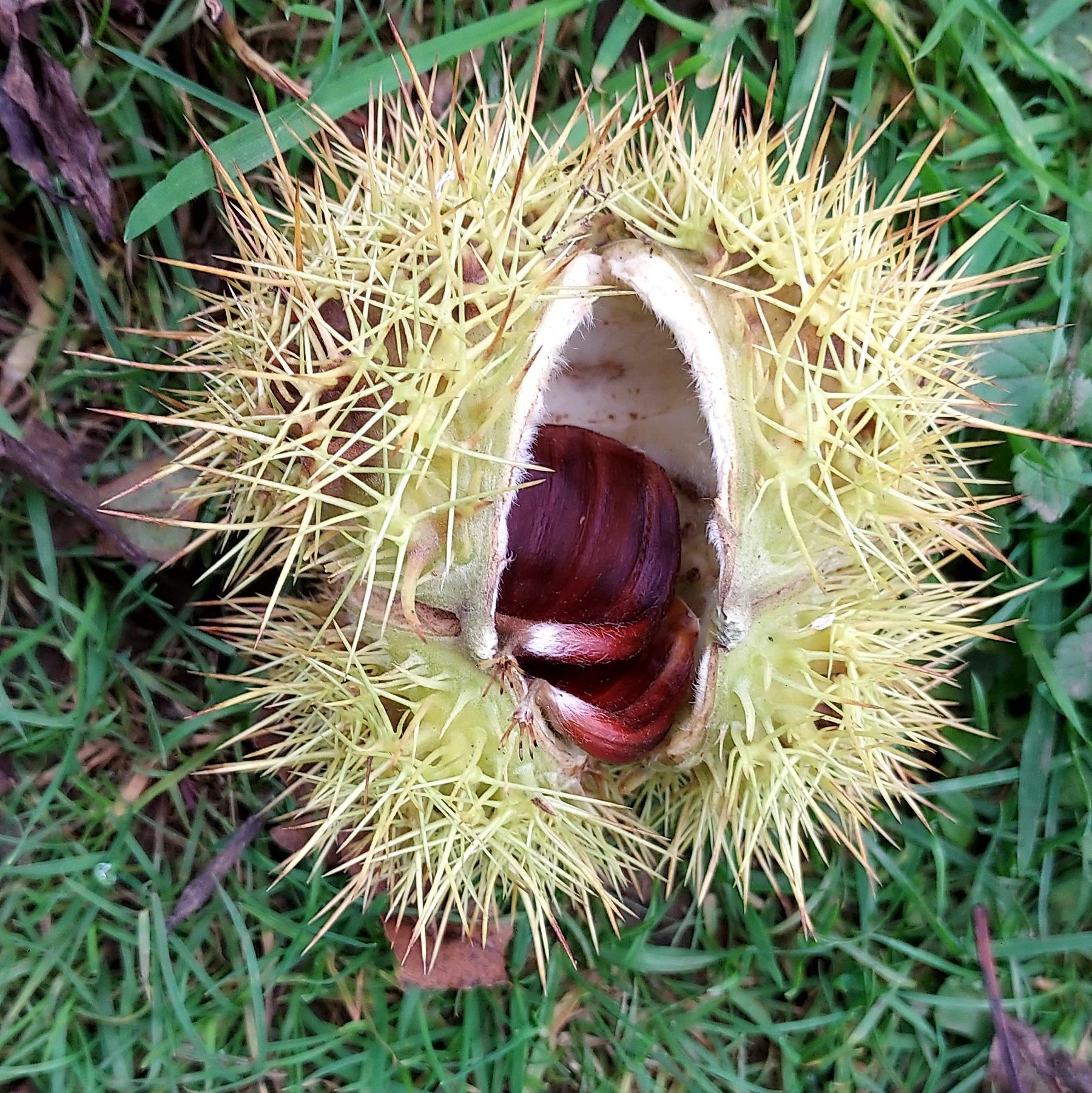Sweet chestnut on the ground amidst autumn leaves