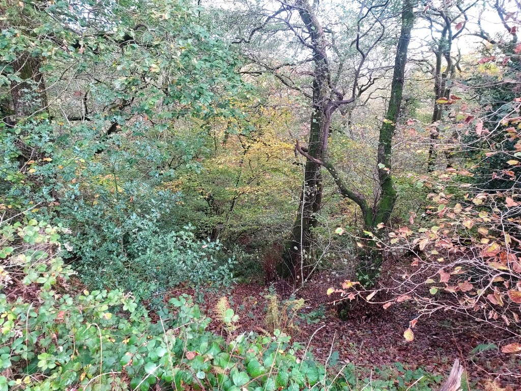 Autumn woodland with ground covered in dry leaves