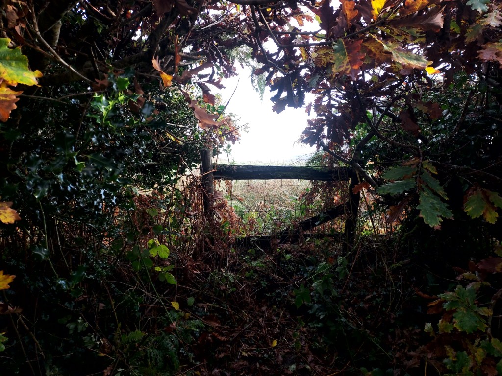 Break in a hedge with misty autumn landscape beyond