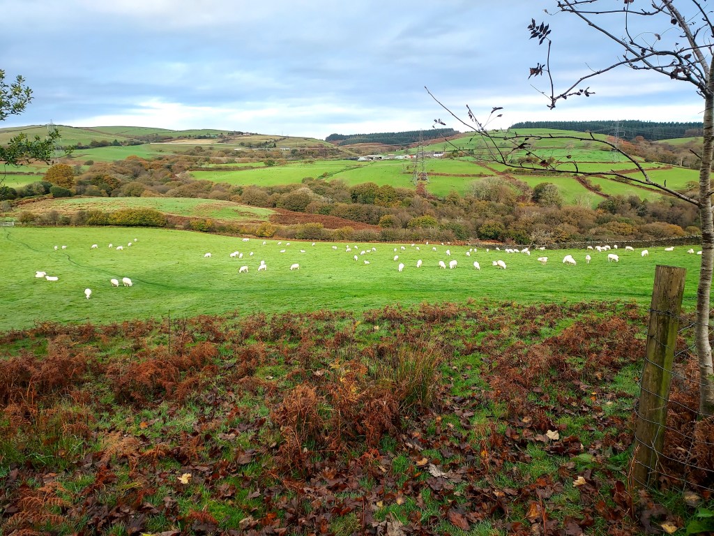 Sheep in an autumn hillside landscape