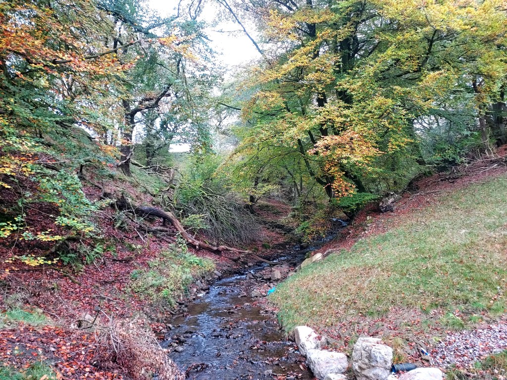 Stream wending through autumn woodland