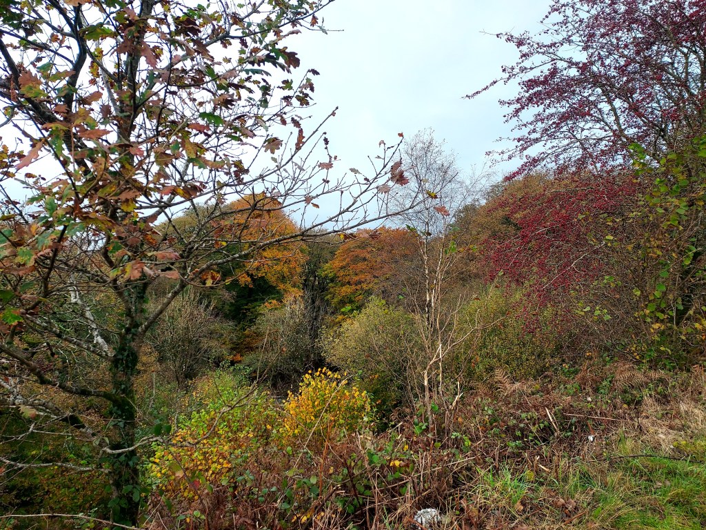 Mixed reds, oranges, yellows, greens and browns in an autumn landscape