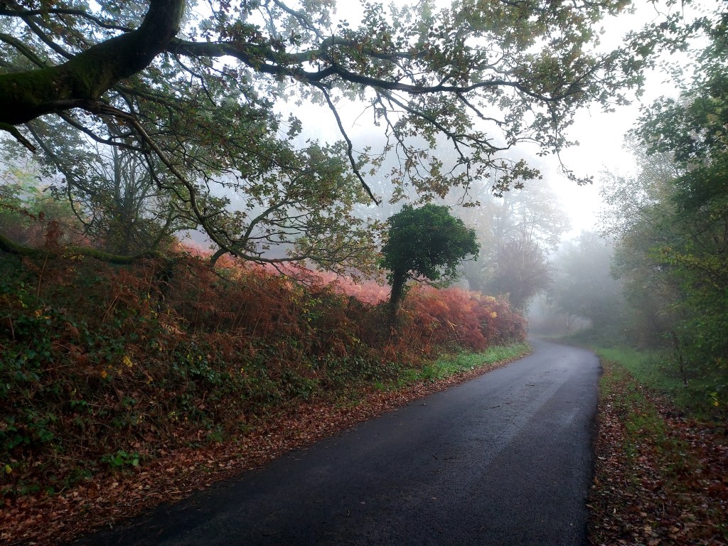 Misty autumn lane with bronzed bracken hedgerows