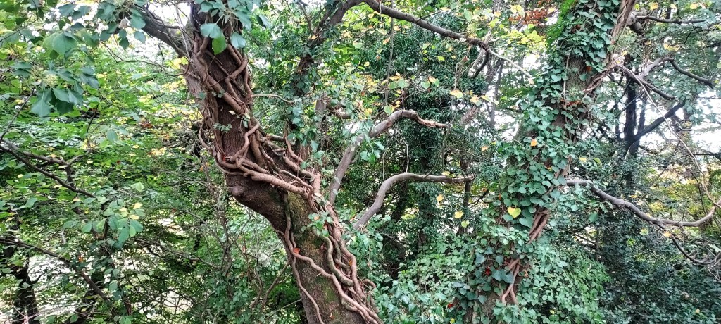 Tendrils of ivy branches wrapping around a tree