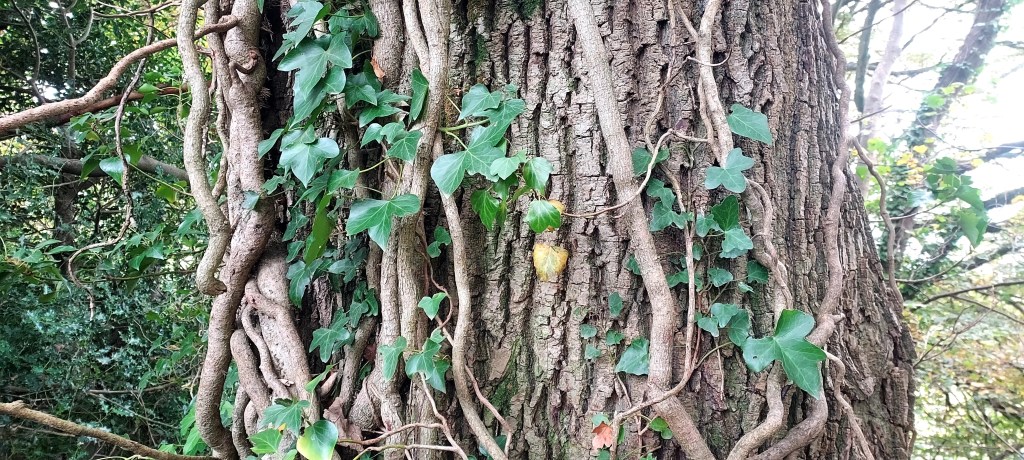 Thick branches of mature ivy wrapping around a tree trunk