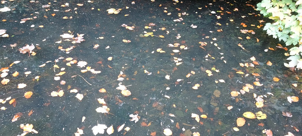 Misty canal water with floating autumn leaves