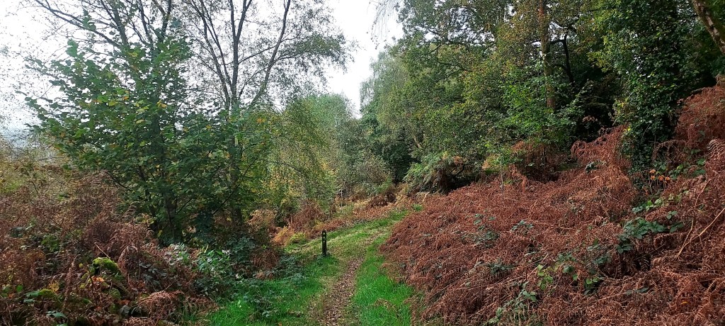 Mountain pathway through bronze bracken