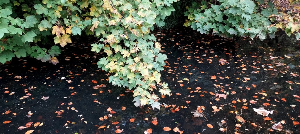 Orange autumn leaves floating on the water of a canal 