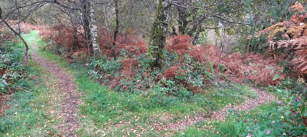 Two diverging routes on an autumnal woodland path