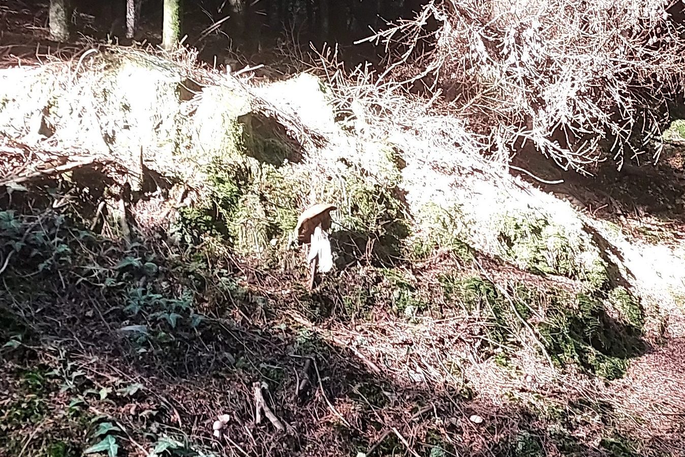 Mushroom in sunlight on the edge of an evergreen forest