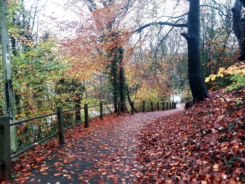 Pathway leading down through autumn trees