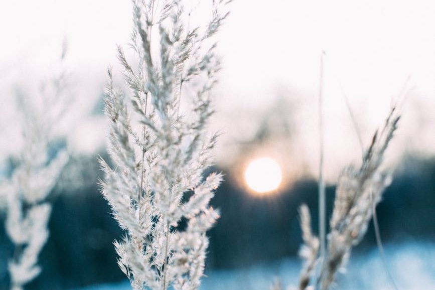 Frosty white grass in low sunlight