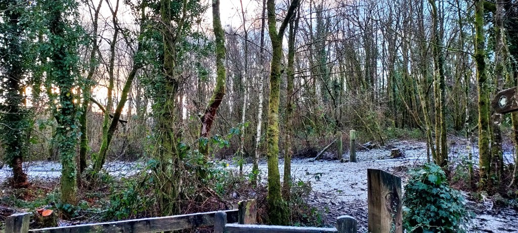 Snowy pathway into winter woodland