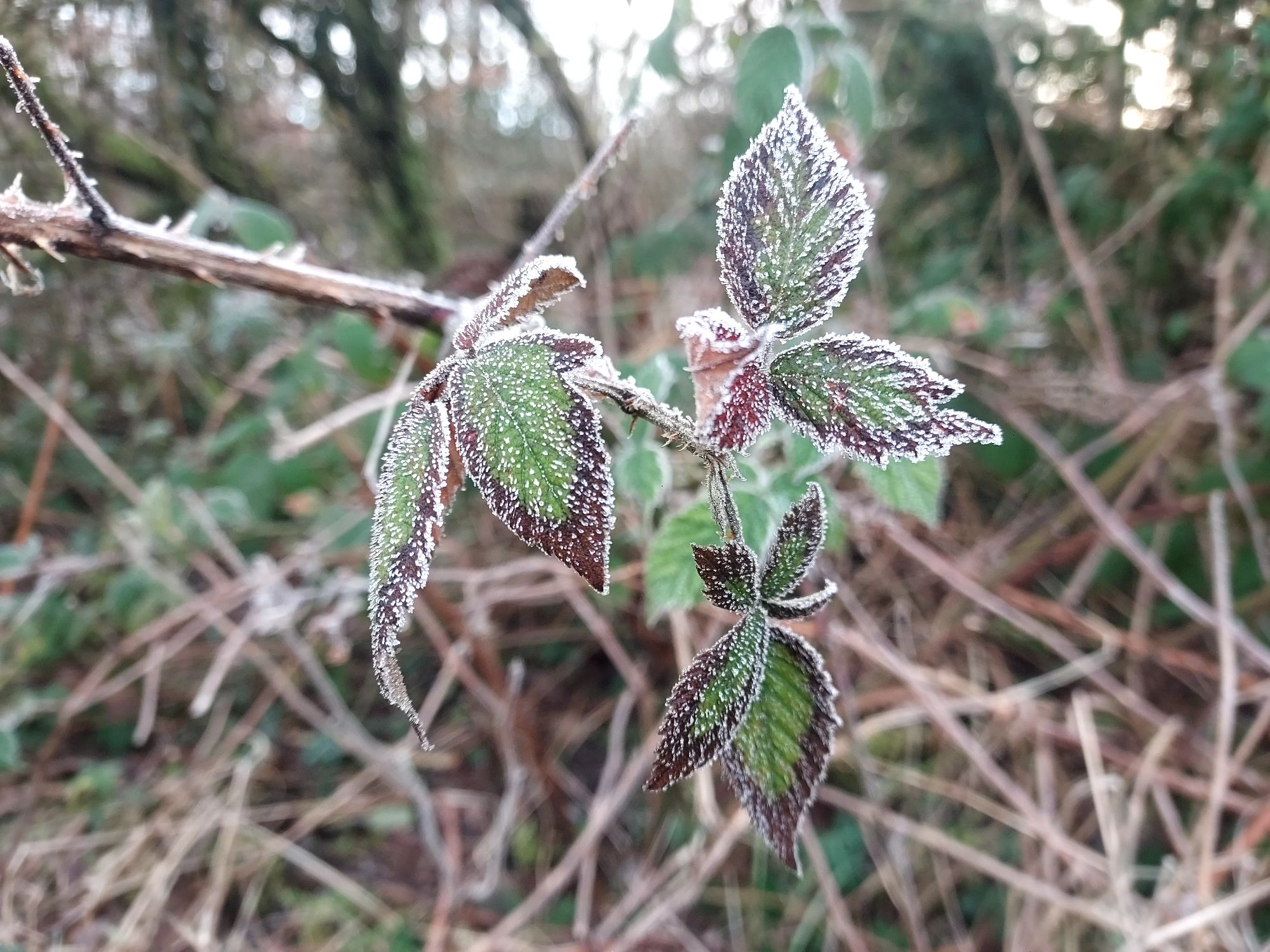 Frost on bramble leaves