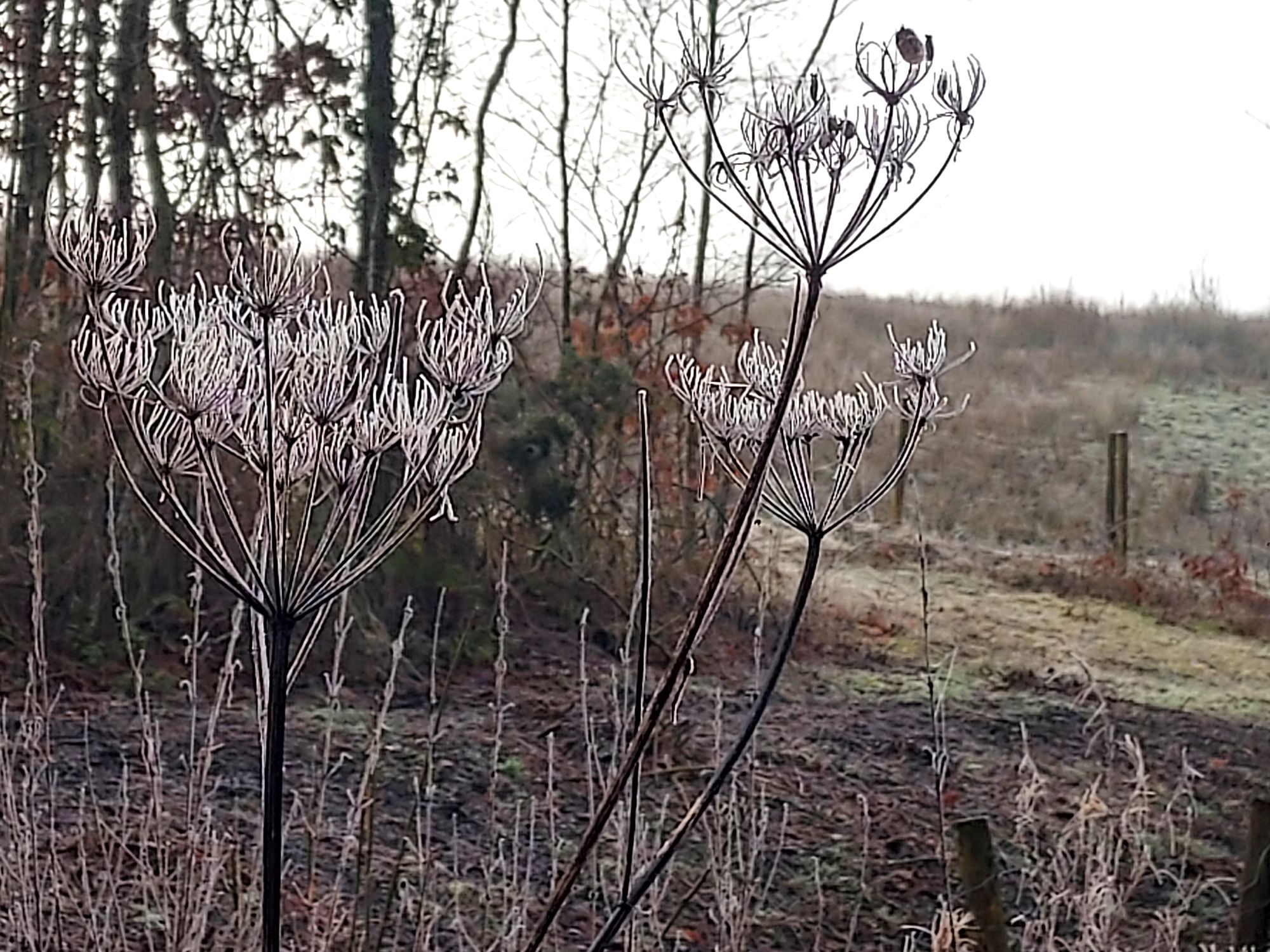 Walking Diaries*Winter*Into a frosty&nbsp;wonderland