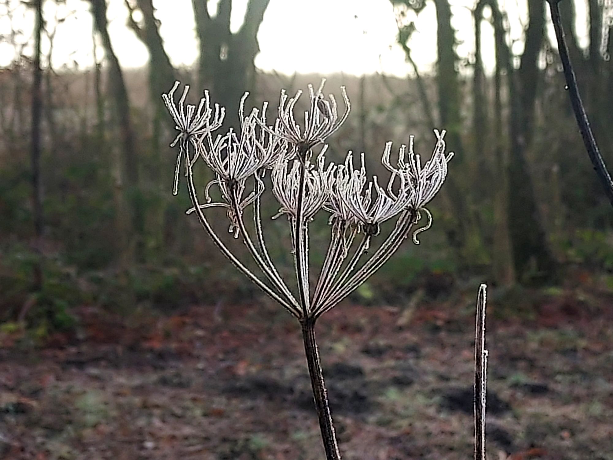 Frosty seed head with sunlit woodland beyond