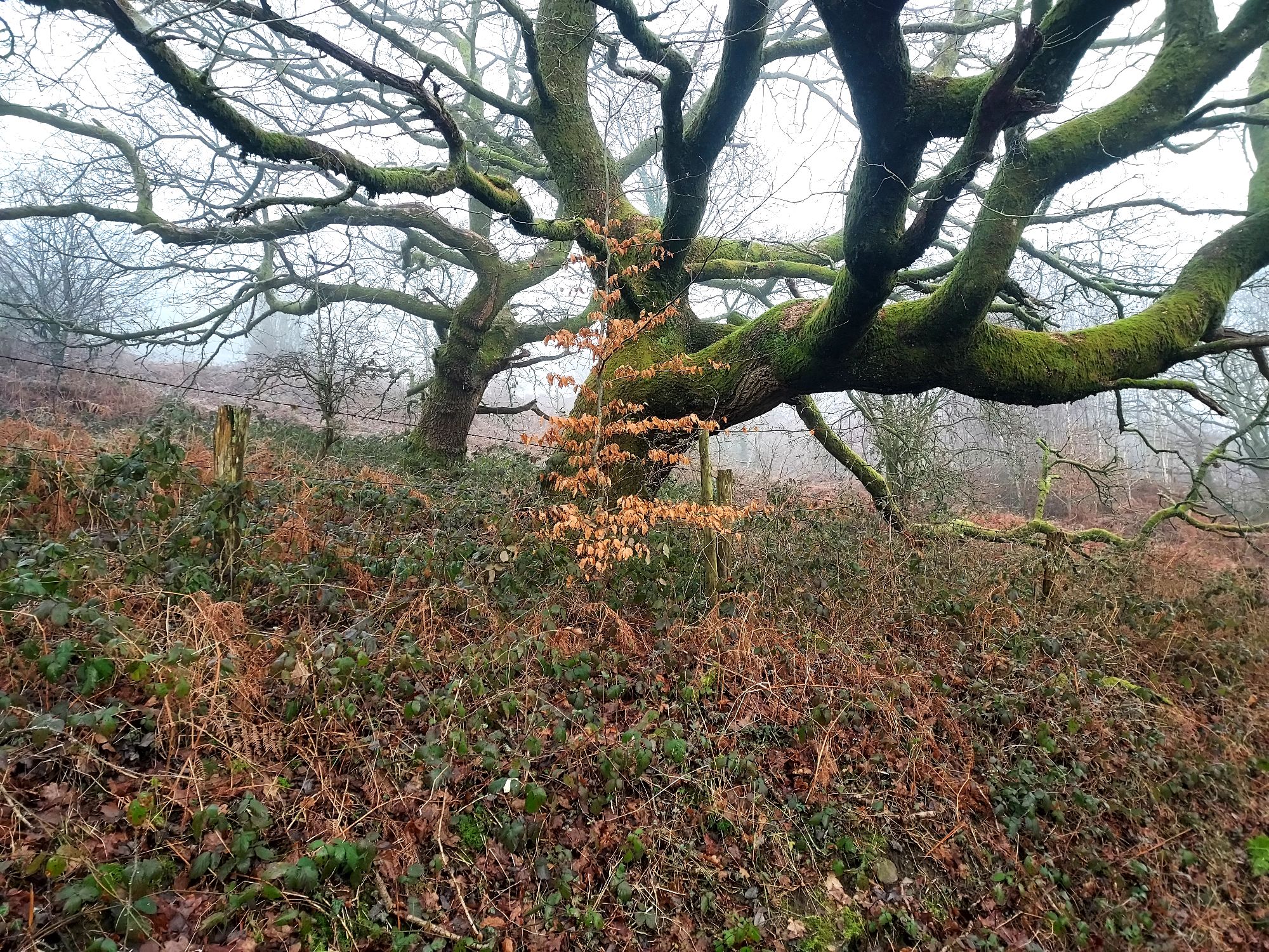 Tree clinging to bronze autumn leaves with winter oak in the mists beyond