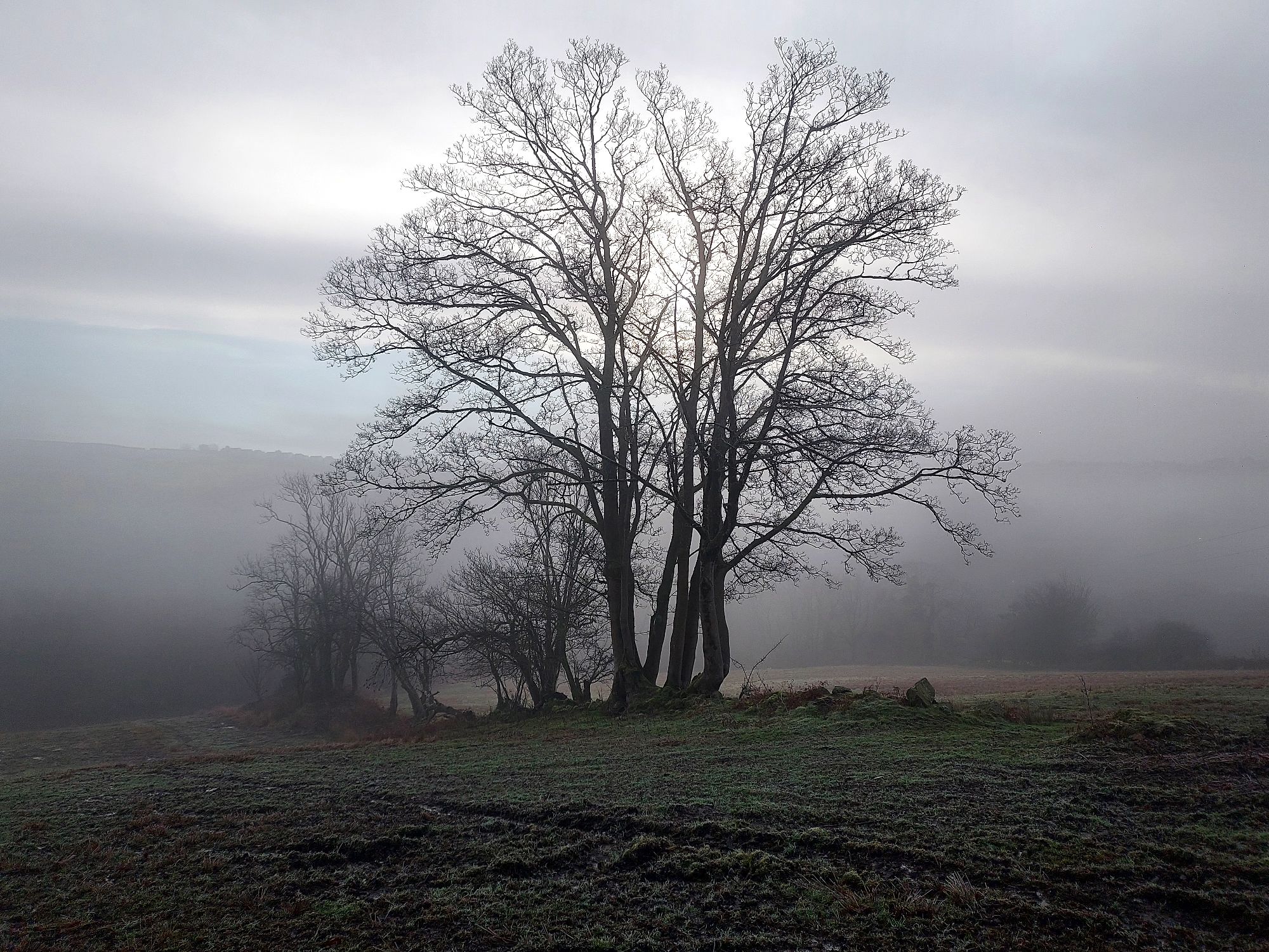 Bare winter tree silhouetted against misty landscape