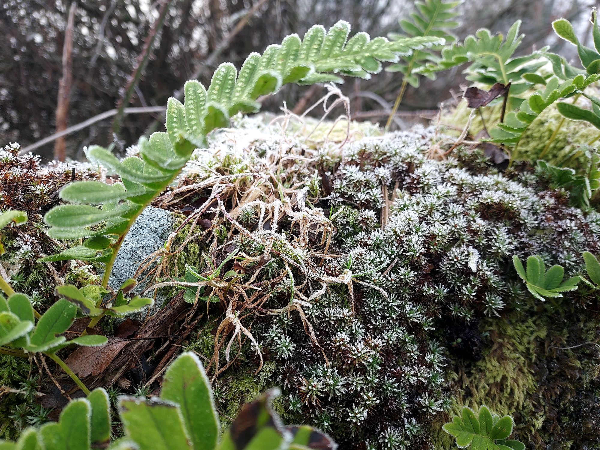 Frosty ferns and moss on dry stone wall
