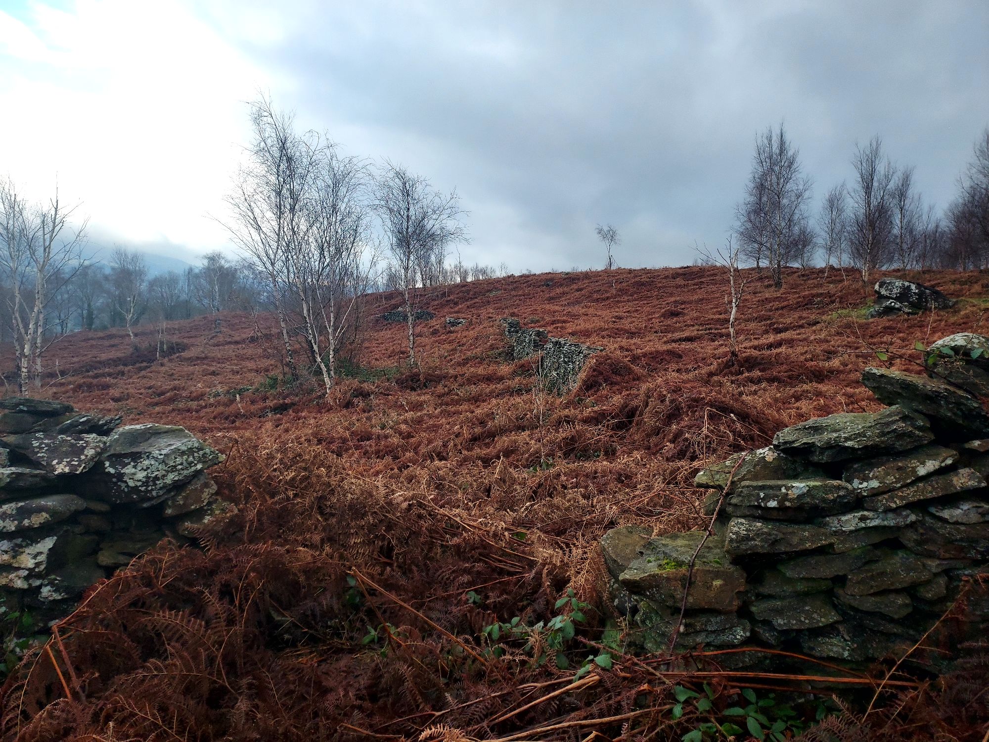 Drystone wall with bracken covered mountain top, bare winter trees and patches of sunlight and dark cloud beyond