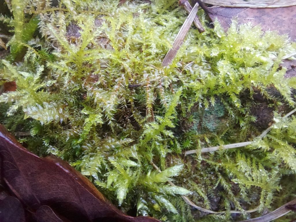 Bright mossy fern on a wall in winter