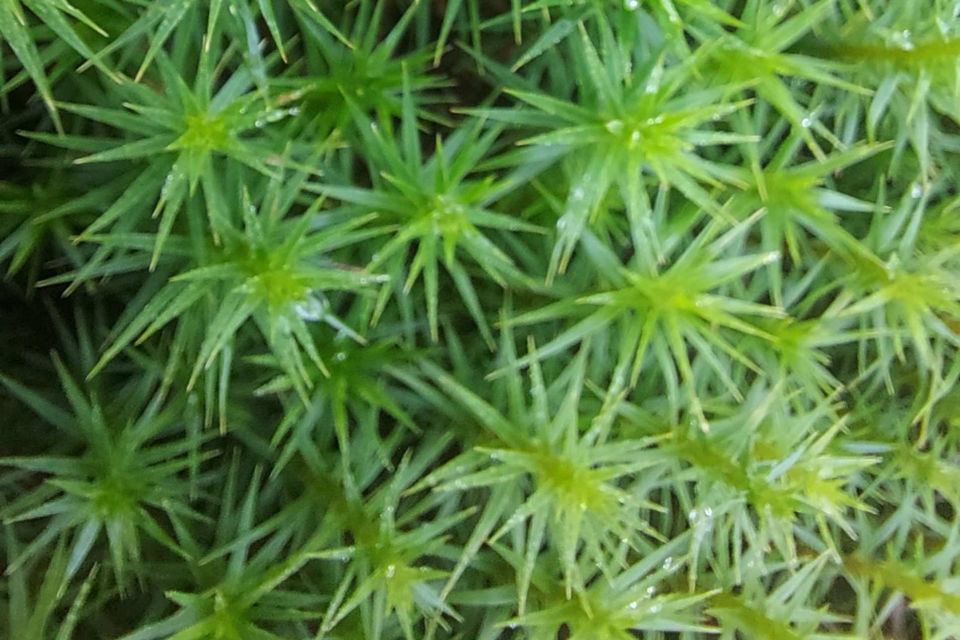 Mossy  ferm with water droplets